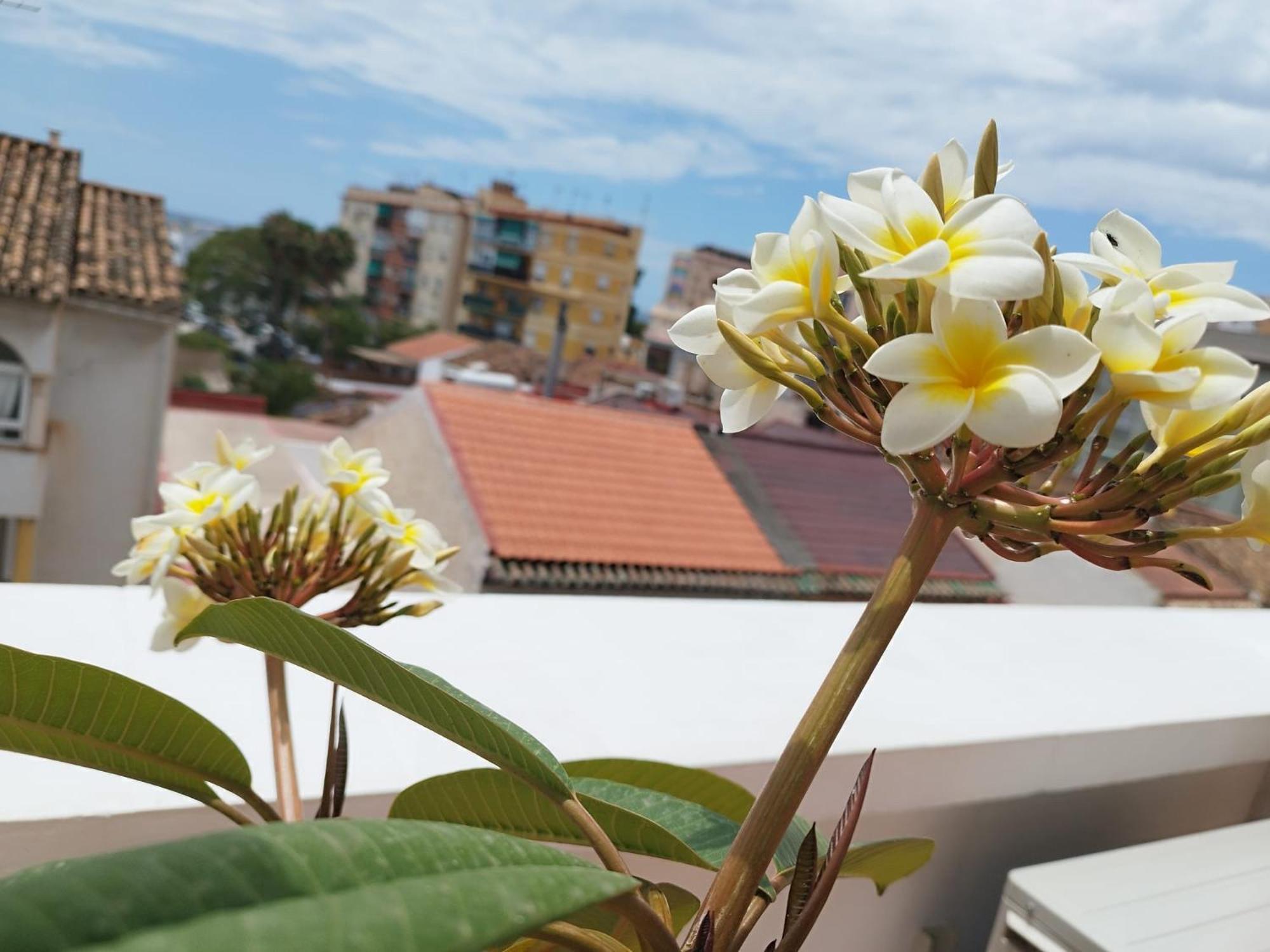 Apartamento Plumaria Málaga Exteriör bild